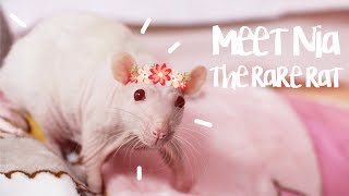 MEET MY INTERSEX RAT [upl. by Hajed]