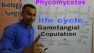 Phycomycetes Its life cycle Gametangial copulation [upl. by Yolane917]