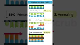 PCR mechanism [upl. by Liman572]