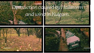 Hailstormwind damages the crop badly in Kulgam [upl. by Nodnas]