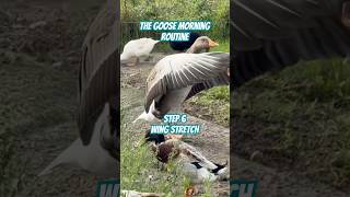 Greylag goose mornings domesticgoose goose raisinggeese [upl. by Oicam]