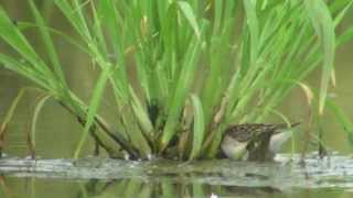 野鳥撮影・ ヒバリシギ Longtoed Stint [upl. by Melody156]