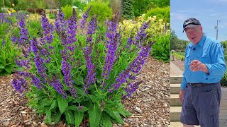 EASY Tips To Get The BEST From Perennial Meadow Sages  Salvia May Night amp Blue Hill [upl. by Paulita]