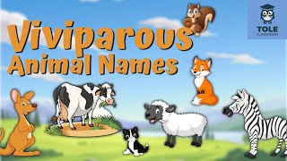 Viviparous Animal Names  Easy amp Fun English Learning  Flashcard  Tole Classroom [upl. by Emad467]