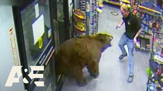 500POUND Bear REPEATEDLY Steals Candy from Gas Station  Customer Wars  AampE [upl. by Hildagard]