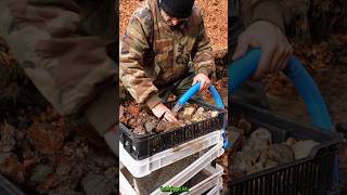 Real Gold Found Modular System Back in Action GoldPanning [upl. by Ardith]