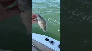 Perch fishing Lake Erie western basin in September lakeerie fishing perch [upl. by Cohby996]