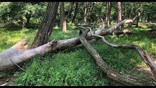 New Jerseys State Parks Open Space in an Urban Place [upl. by Darius543]