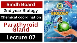 parathyroid gland  chemical coordination  class 12 Biology Sindh board New book [upl. by Asinet190]