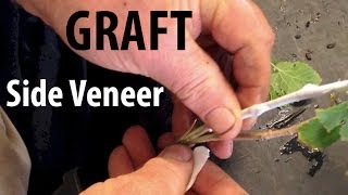 Grafting Fruit Trees  How to Do a Side Veneer Graft [upl. by Aennil696]