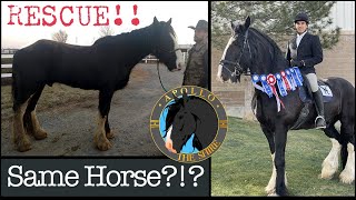 Shire Horse RESCUE Apollo The Shire Unbelievable Transformation [upl. by Anifesoj]