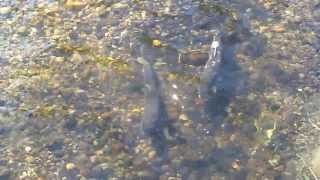 Steelhead spawning in the Little Campbell River [upl. by Buerger]