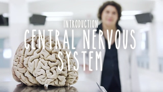 Neuroanatomy S1 E1 Intro to the Central Nervous System neuroanatomy science medicine brain [upl. by Ameehs]