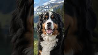 The Bernese Mountain Dog is a great dog [upl. by Semela470]