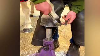 🐴Horse Hoof RESTORATION [upl. by Maillil801]