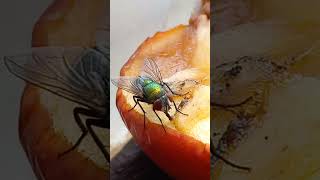 Green Fly Muscidae Diptera is Sucking Juice from Apple Fruit Entomology Science [upl. by Enilra678]