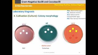 Diagnostic Microbiology Enterobacterals Enterobacteriaceae [upl. by Camellia]