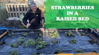 Growing Strawberries  Strawberry Bed Revamp  Raised Bed Strawberries Marks Allotment Plot [upl. by Frohne]