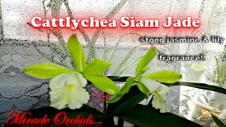 Cattlychea Siam Jade  jasmine and lilies I cant believe how fragrant she is [upl. by Westerfield990]