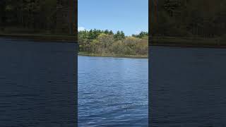 Bald Eagle Release on Turkey Pond May 9 2023 [upl. by Howe]