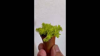 EP 142 minipotsucculent tokyosun cactus succulents youtube short shortvideo trending [upl. by Ynatterb]