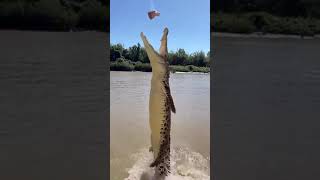 wow crocodile animalshorts animallover animallovervideos crocodilelife crocodilevideo [upl. by Rehptsirhc]