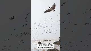 CLOSE FLOCK Would YOU have MISSED at 10 yards shortsvideo shorts goose hunting [upl. by Tedd]