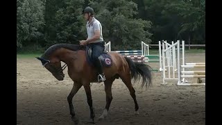 Equitazione online i primi lavori sul salto con un giovane stallone di 4 anni [upl. by Claudian]