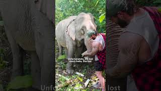 Elephant Walks Free After 41 Years In Chains  The Dodo [upl. by Aivatnuahs]