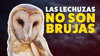 Las lechuzas NO son brujas  Mitos de animales [upl. by Aronal165]