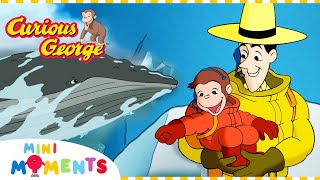 George’s Arctic Adventure 🐋  Curious George  Christmas Special 🎄 Mini Moments [upl. by Mahtal563]