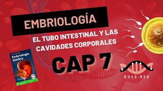 CAP 7EL TUBO INTESTINAL Y LAS CAVIDADES CORPORALESEMBRIOLOGÍA DE LAGMANRESUMENPODCAST [upl. by Riannon]