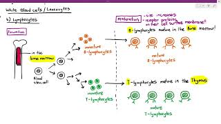 114 Formation amp Maturation of BLymphocytes amp Tlymphocytes Cambridge AS A Level Biology 9700 [upl. by Eboh]