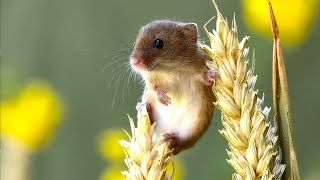 Harvest Mouse Grassland Gymnastics Mouse [upl. by Aradnahc978]