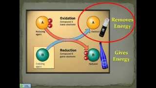 The Power of 25 Electrolyzed Oxidizing Water [upl. by Akimas]