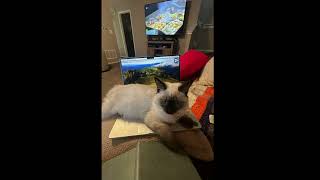 Balinese Kitten wants attention catlovers attention catlover balinesecat [upl. by Ilatfan]