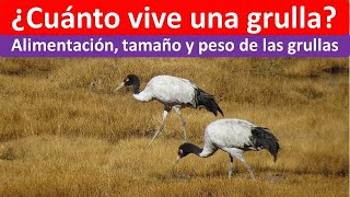 Cuanto vive una grulla [upl. by Zack]