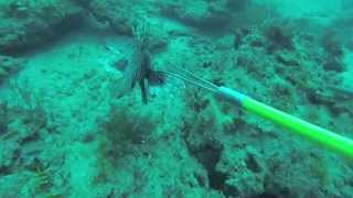 Tons of Huge Invasive Lionfish Speared Off South FL [upl. by Gelasias]