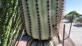 🌵Saguaro of the Day🌵 PEACEFUL EASY CACTUS 💖💗🥰💞 and an Ocotillo at Del Lago Golf Club ⛳️🏌️‍♀️ [upl. by Rutter]