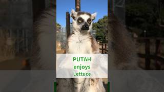 Putah the ringtailed lemur enjoyed leafy lettuce🥬💚Bon Appétit animalasmr zoo lemur monkey [upl. by Rehportsirhc]