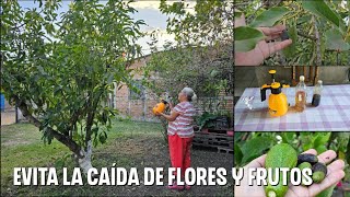 Como se HACE LA MELAZA para evitar la caída de flores y frutos combinado con Lejía de ceniza [upl. by Anawd268]