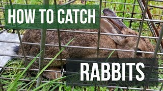 How to Catch a Rabbit with a Live Animal Trap [upl. by Marcello367]