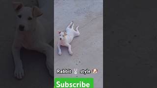 Rabbit style dog ❤️doglover 500subs officialashvini4338 [upl. by Kcered]