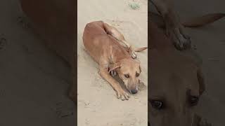 Red Dog male full enjoy  Dog meeting female Desert animals dog sitting [upl. by Haimerej]