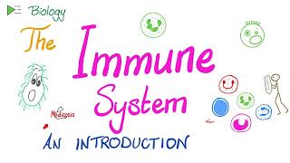 Introduction to the Immune System  Types of Immunity  Immunology Playlist [upl. by Lainahtan]