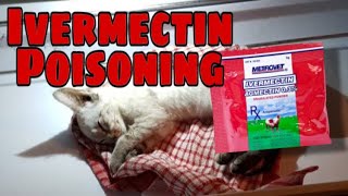 How to reverse IVERMECTIN TOXICITY OVERDOSE IN DOGS AND CATS REAL EVENTS [upl. by Thalassa]