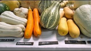 Amazing 300 Different Varieties Of Squash From All Around The WorldAnd Their Names [upl. by Dumm]