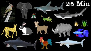 Animals Collection  Sharks Farm Animals Pets Insects amp More  The Kids Picture Show [upl. by Atikahs837]