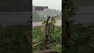 NikaPH Flood submerges rice field in Cordon Isabela [upl. by Avelin]