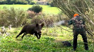 Chasse Sanglier au Maroc  Wild Boar Hunting 2023 Kharouba [upl. by Golding]